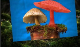 小蘑菇视频,探秘奇妙菌类世界的奇幻之旅